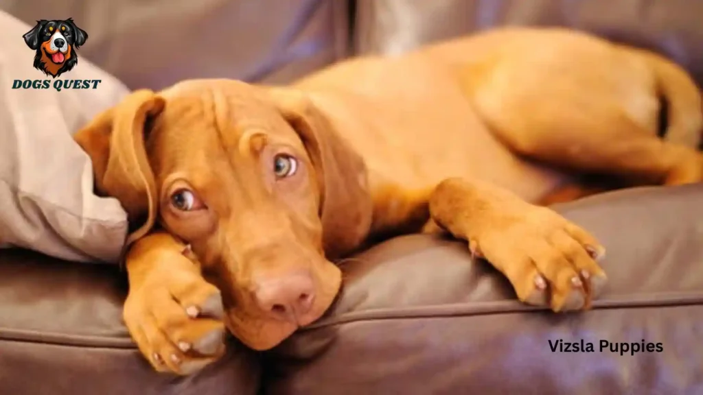 Vizsla Puppies