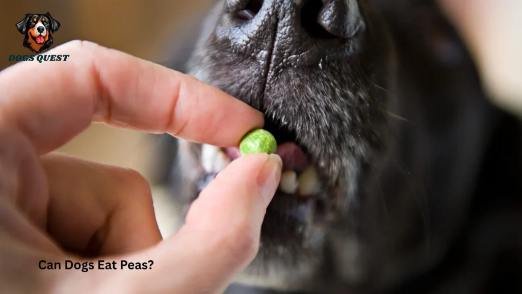 Can Dogs Eat Peas?