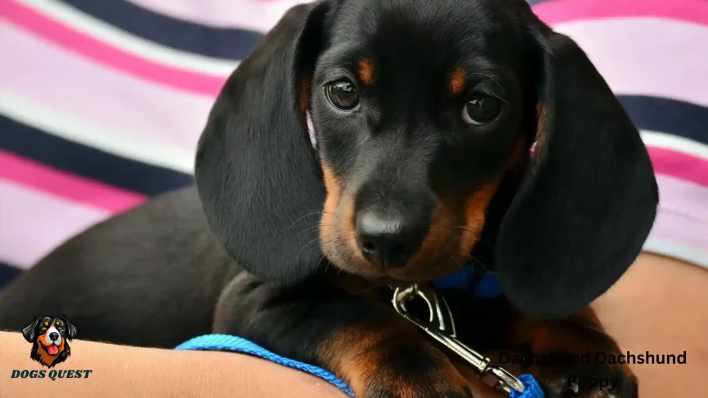 Dachshund Dachshund Puppy