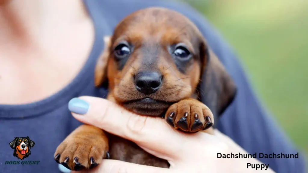 Dachshund Dachshund Puppy