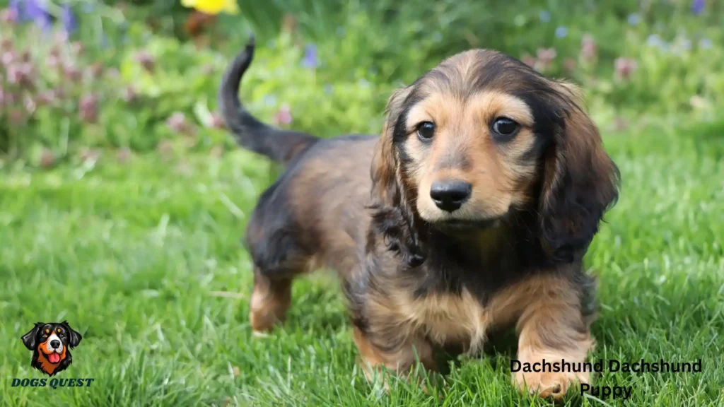 Dachshund Dachshund Puppy