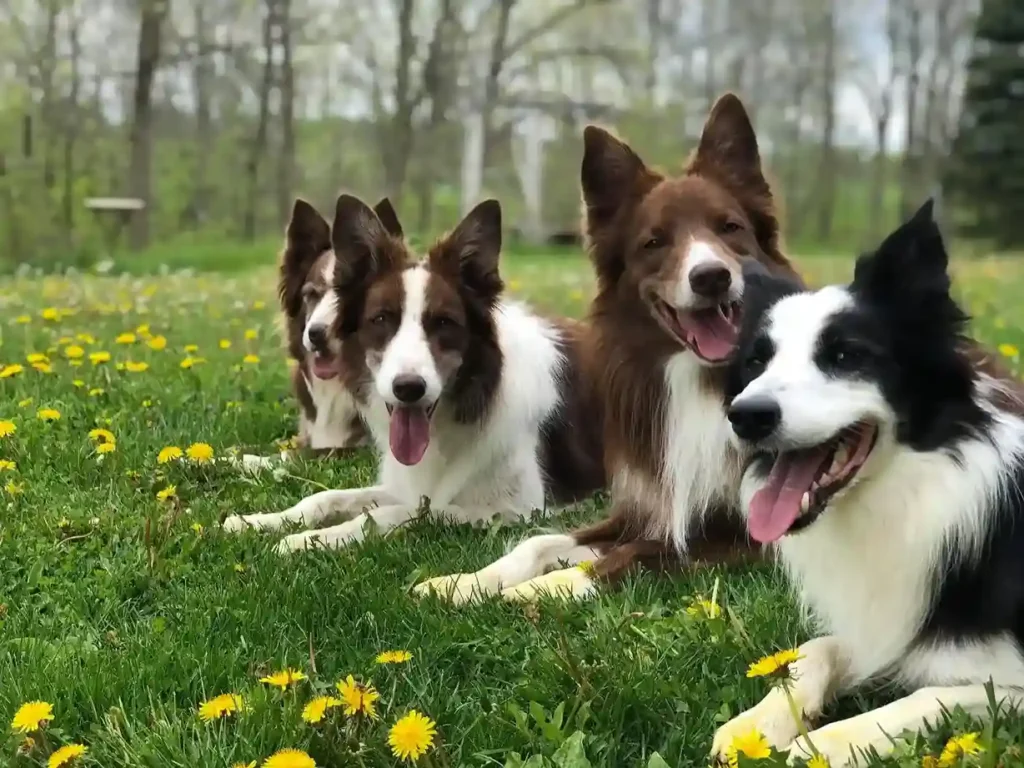 Whistle Train Your Dog