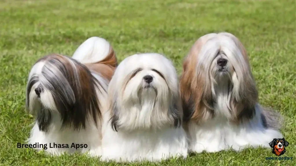 Breeding Lhasa Apso