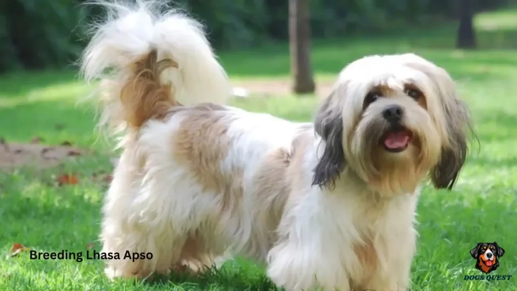 Breeding Lhasa Apso