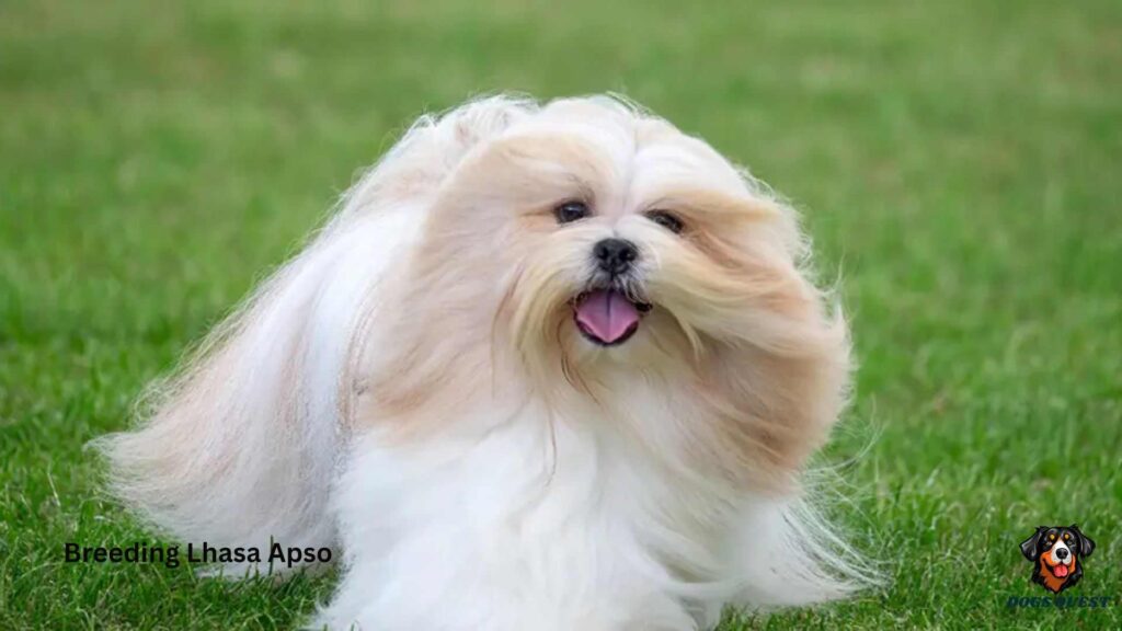 Breeding Lhasa Apso