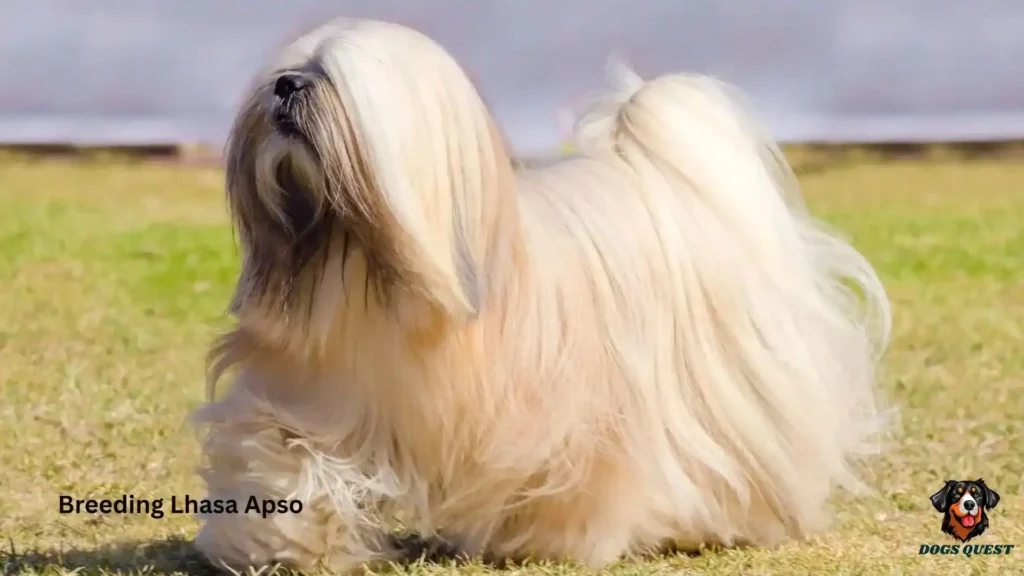Breeding Lhasa Apso