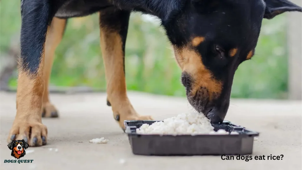 Can Dogs Eat Rice?