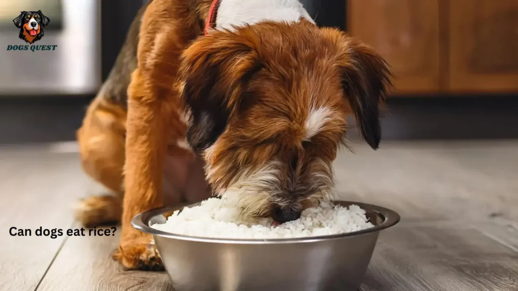 Can Dogs Eat Rice?