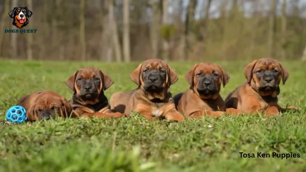 Tosa Ken Puppies