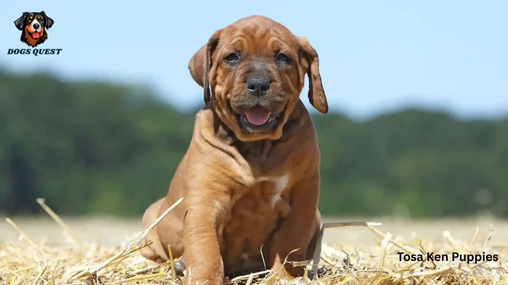 Tosa Ken Puppies
