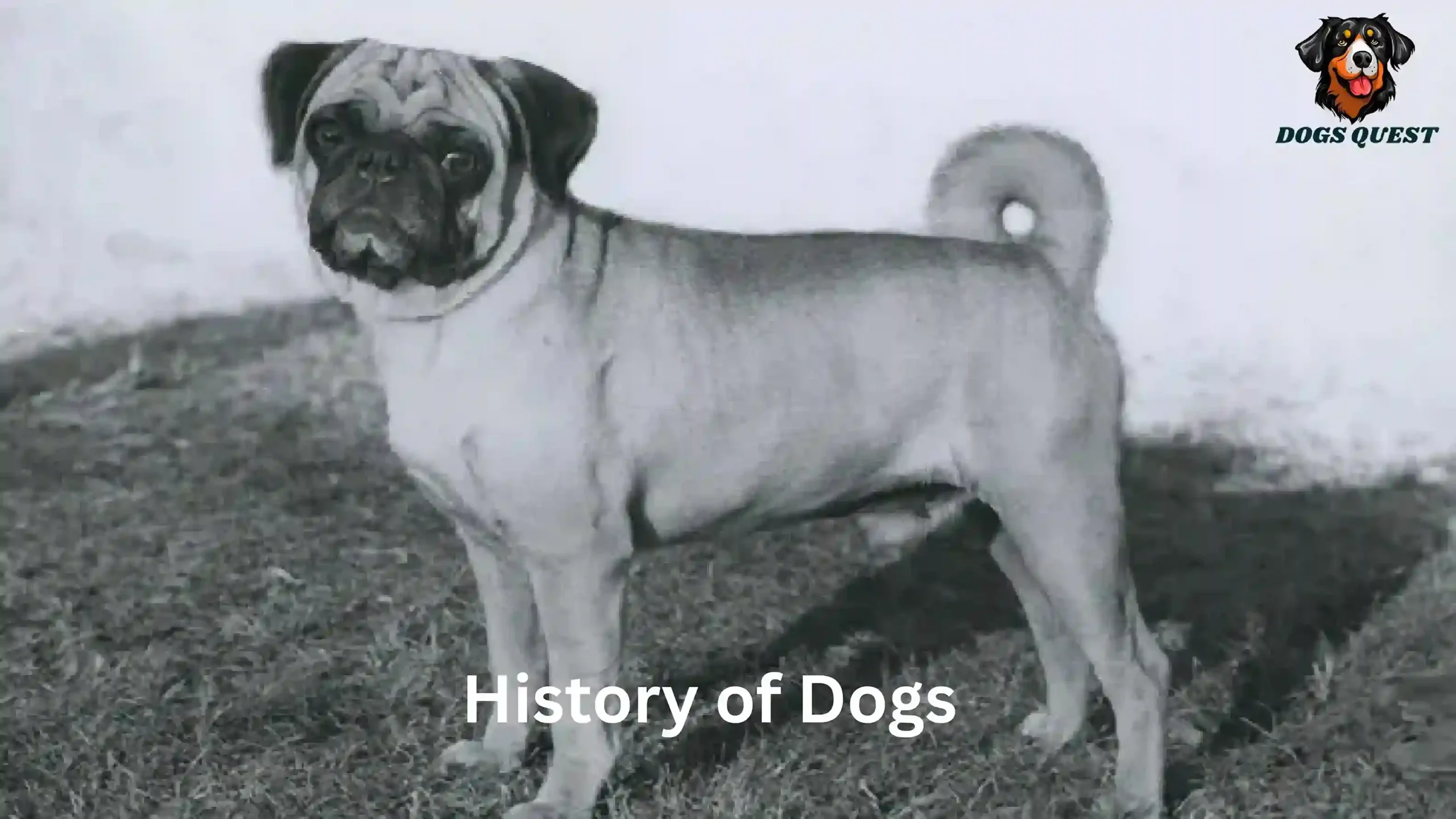 History of Dogs