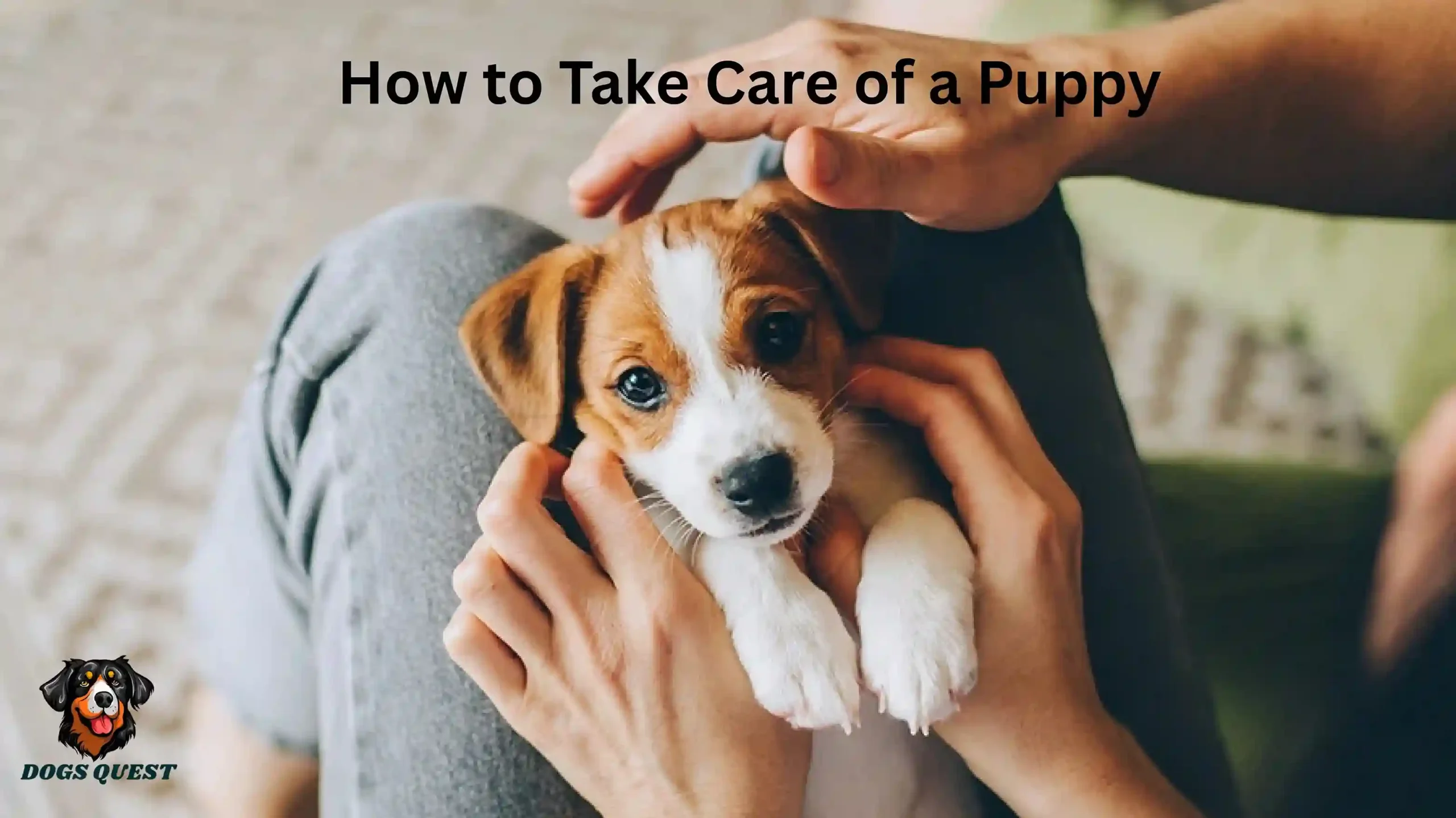 How to Take Care of a Puppy