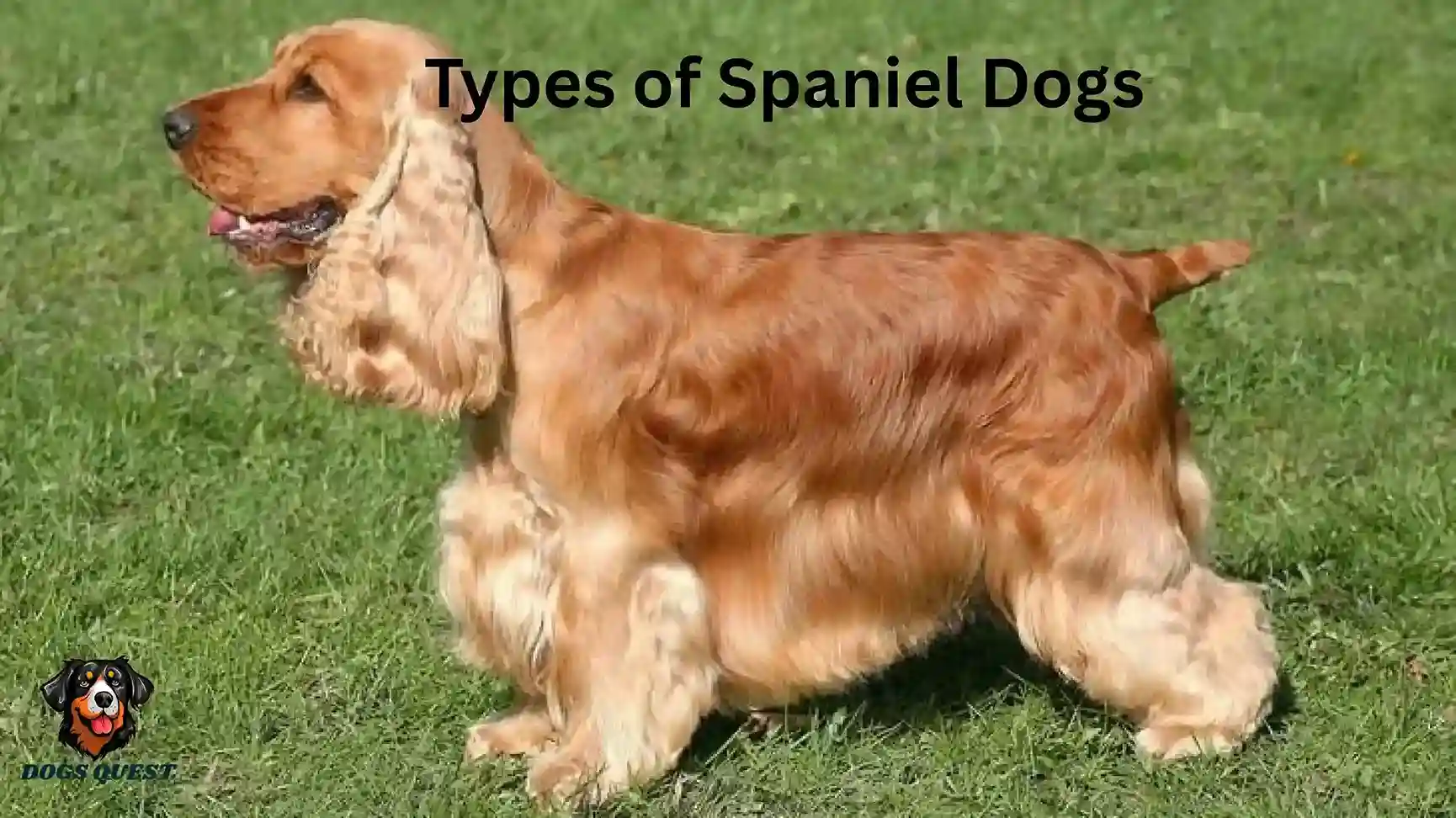 Types of Spaniel Dogs