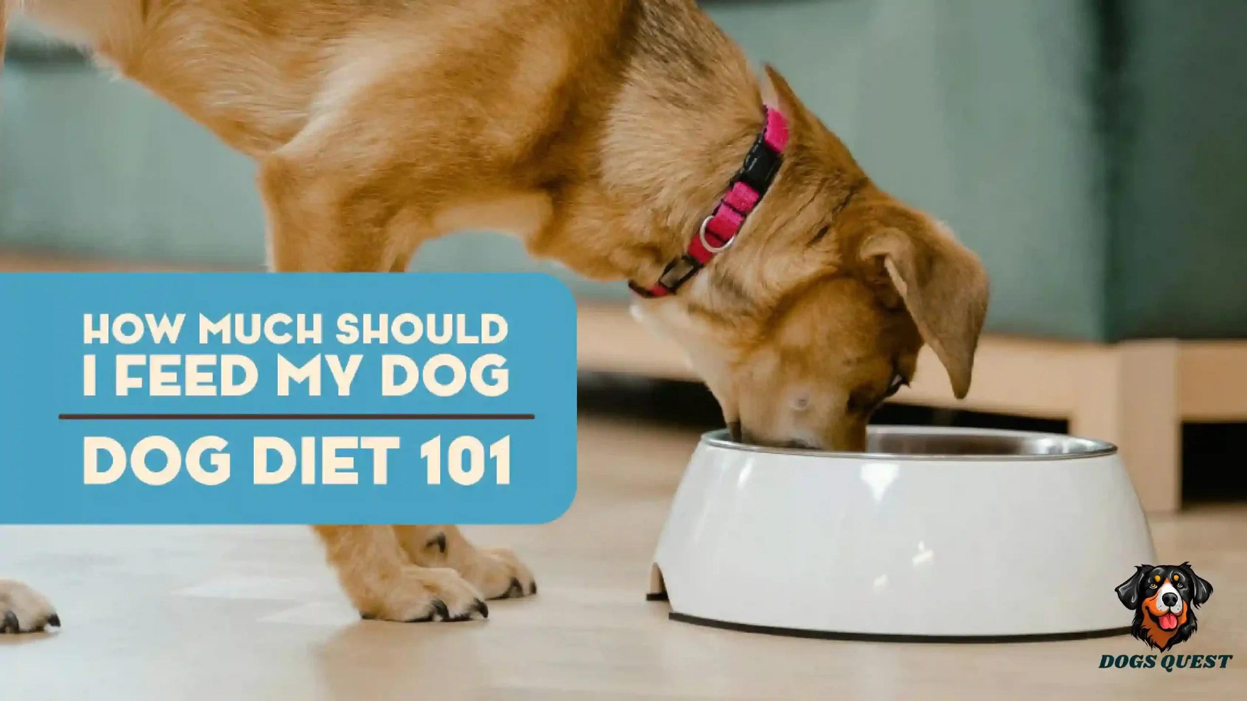 How Much Should I Feed My Dog?