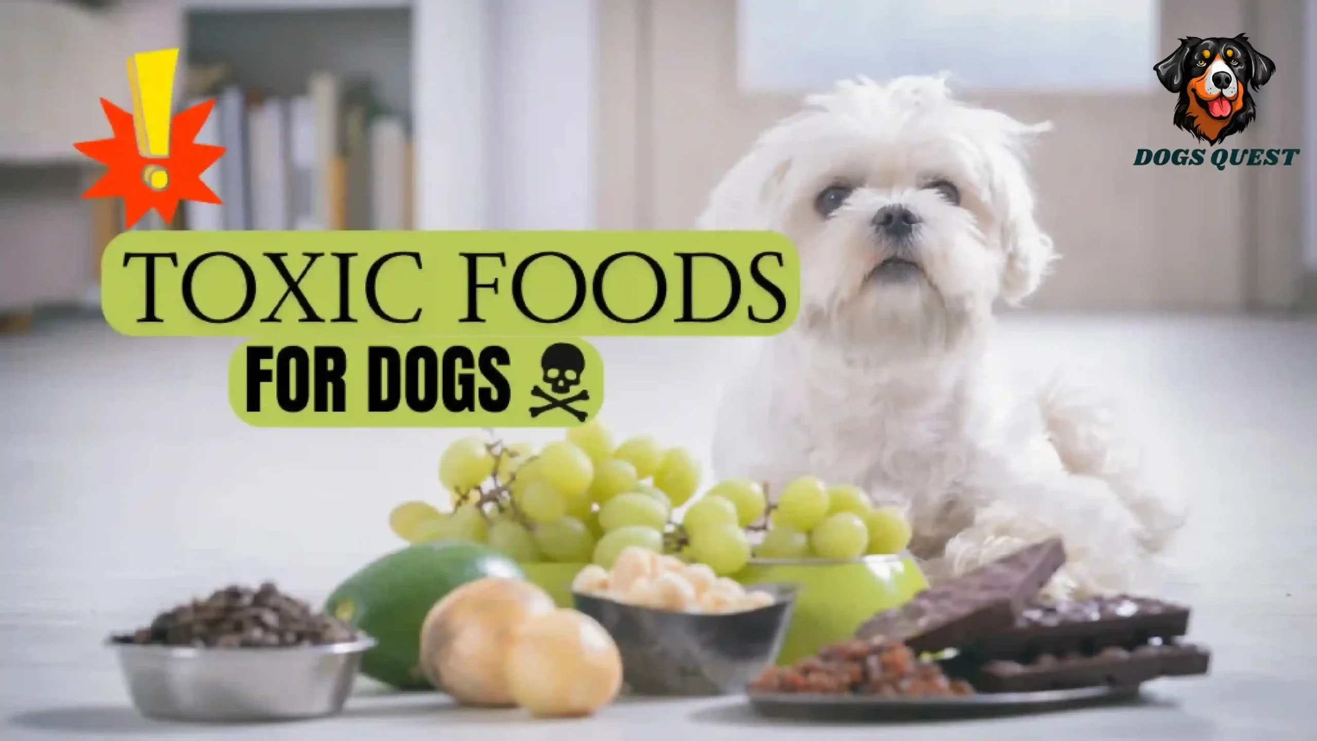 what foods are toxic to dogs