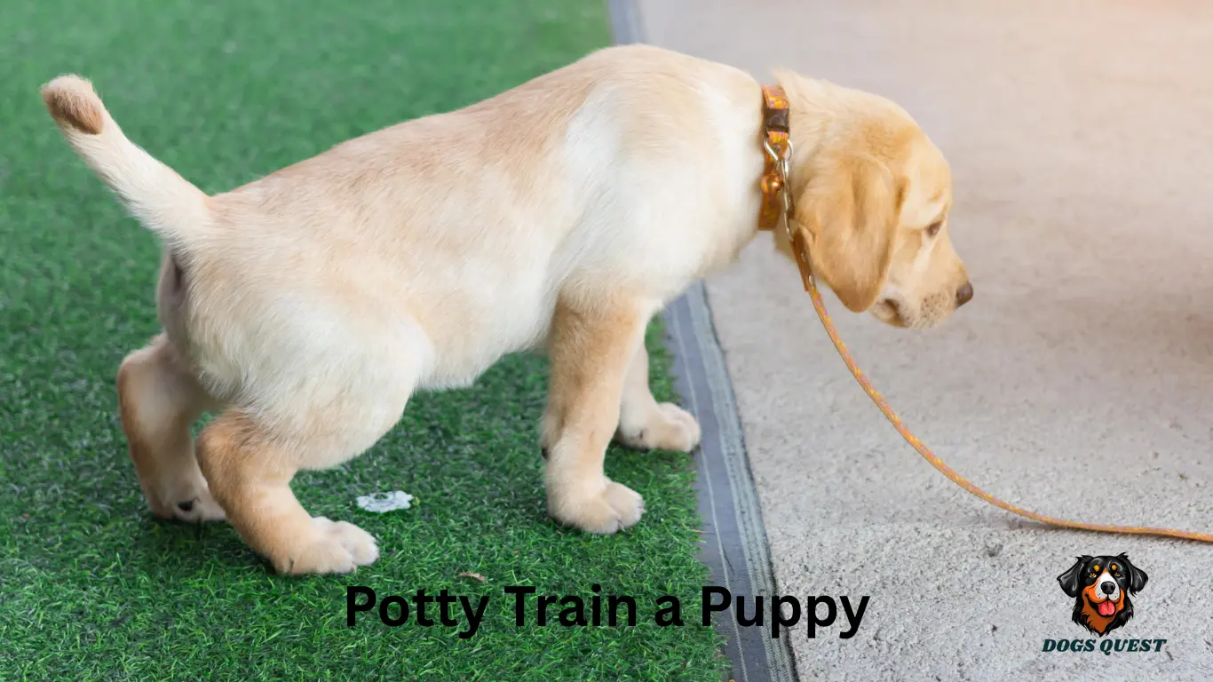 Potty Train a Puppy