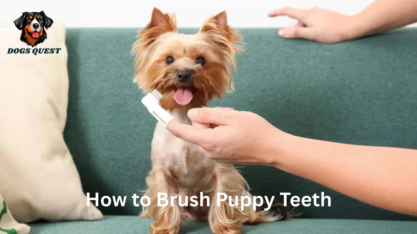 How to Brush Puppy Teeth