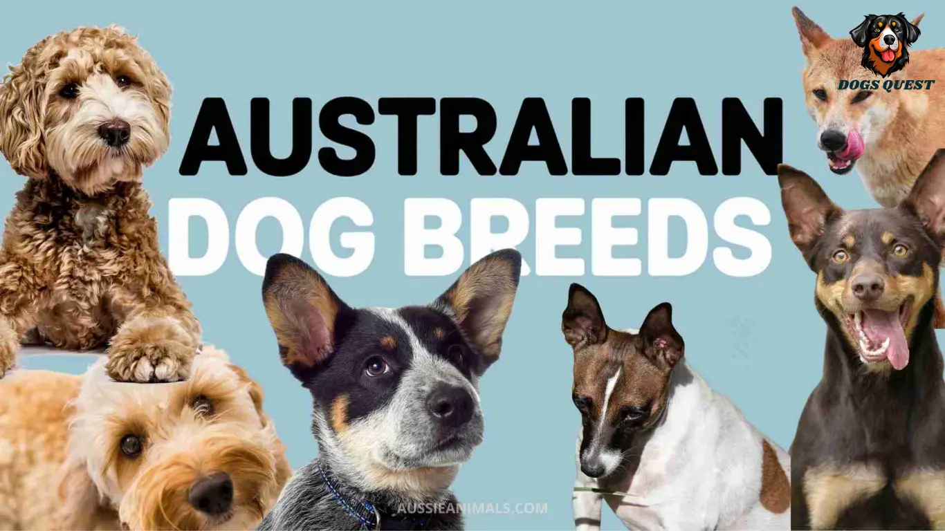 Puppy Breeds Australia: 10 Best Choices for a Happy Family