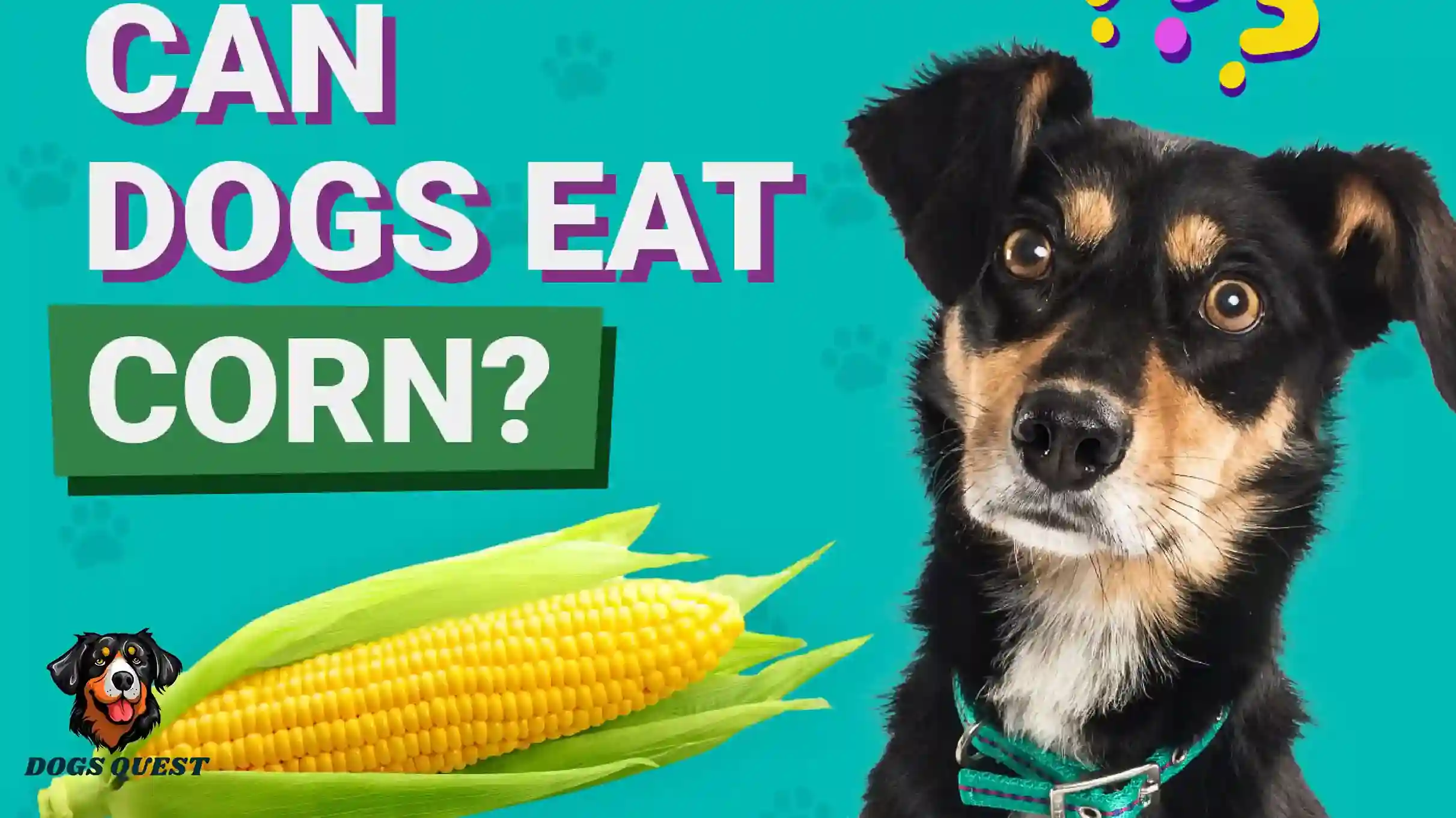 Can Dogs Eat Corn?