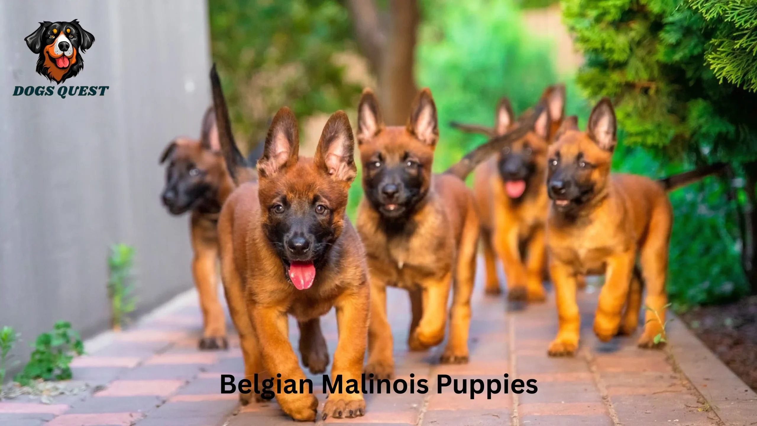 Belgian Malinois Puppies