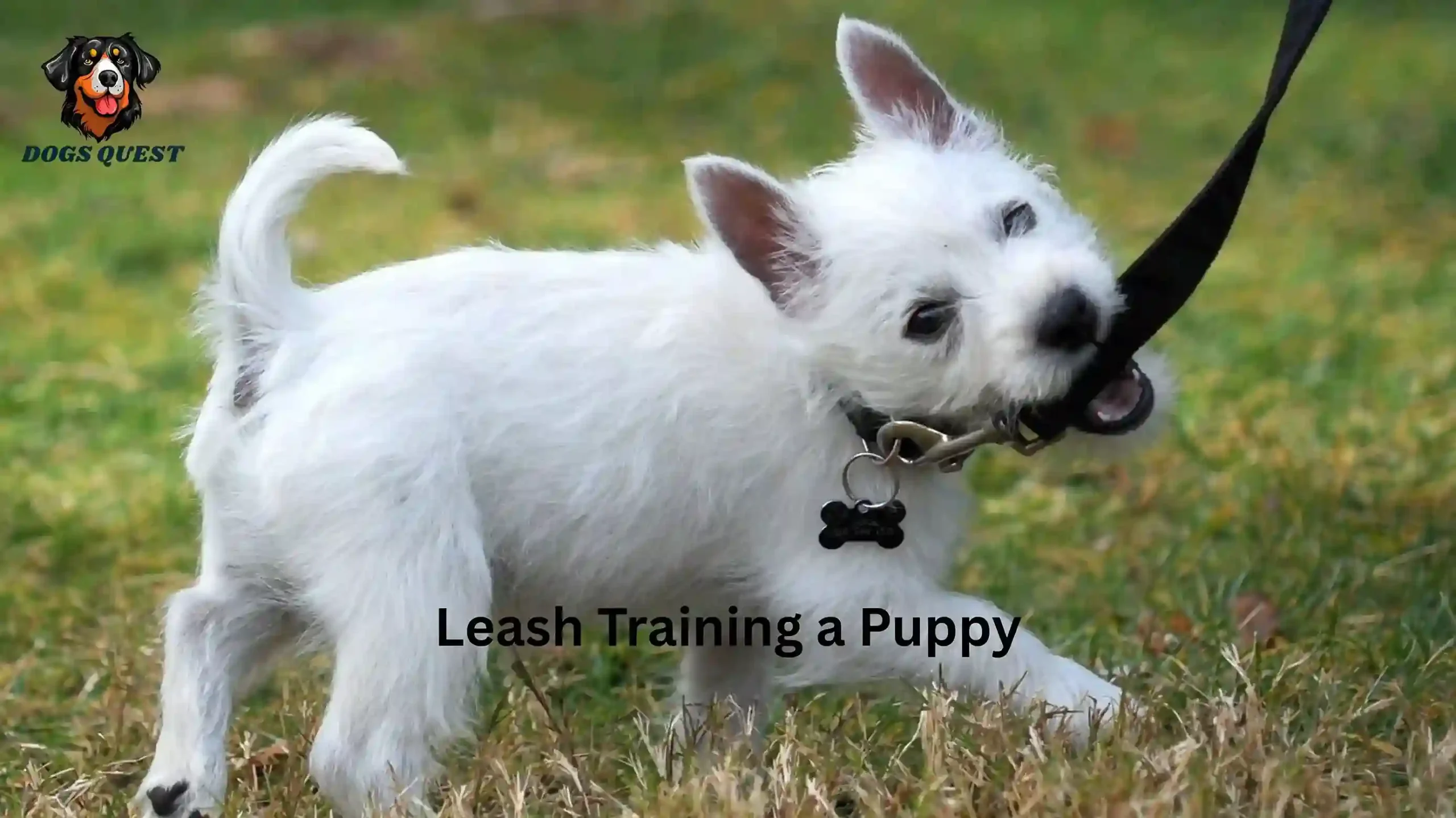 Leash Training a Puppy