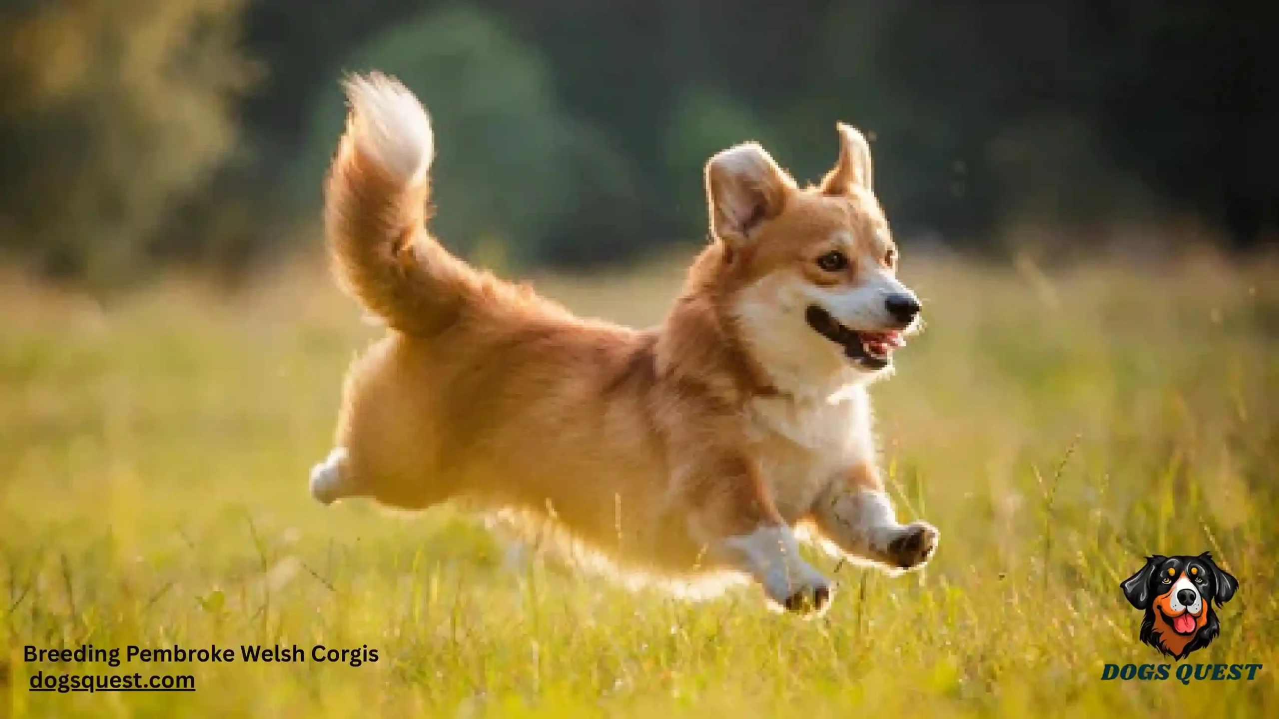 Breeding Pembroke Welsh Corgis