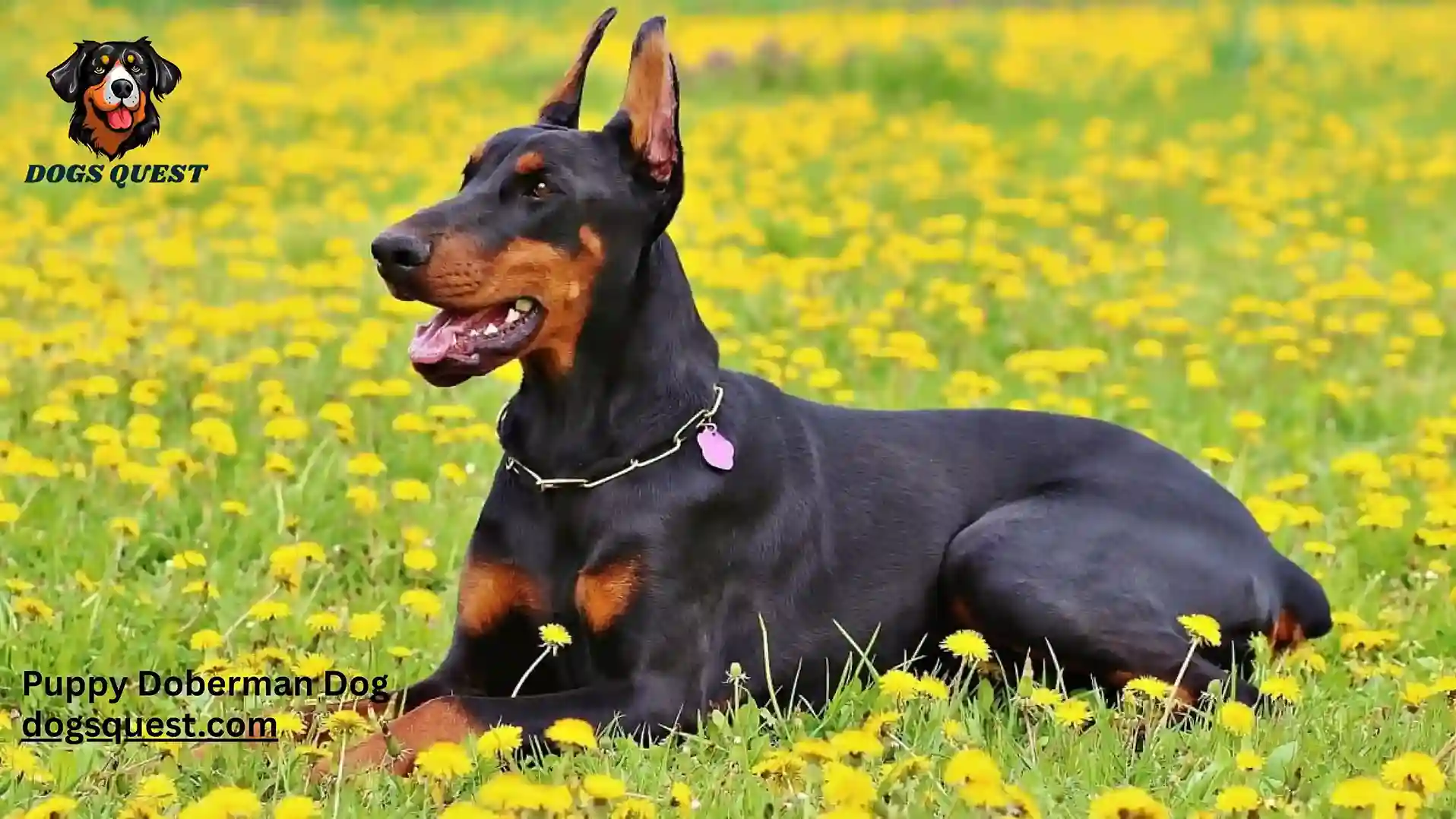 Puppy Doberman Dog