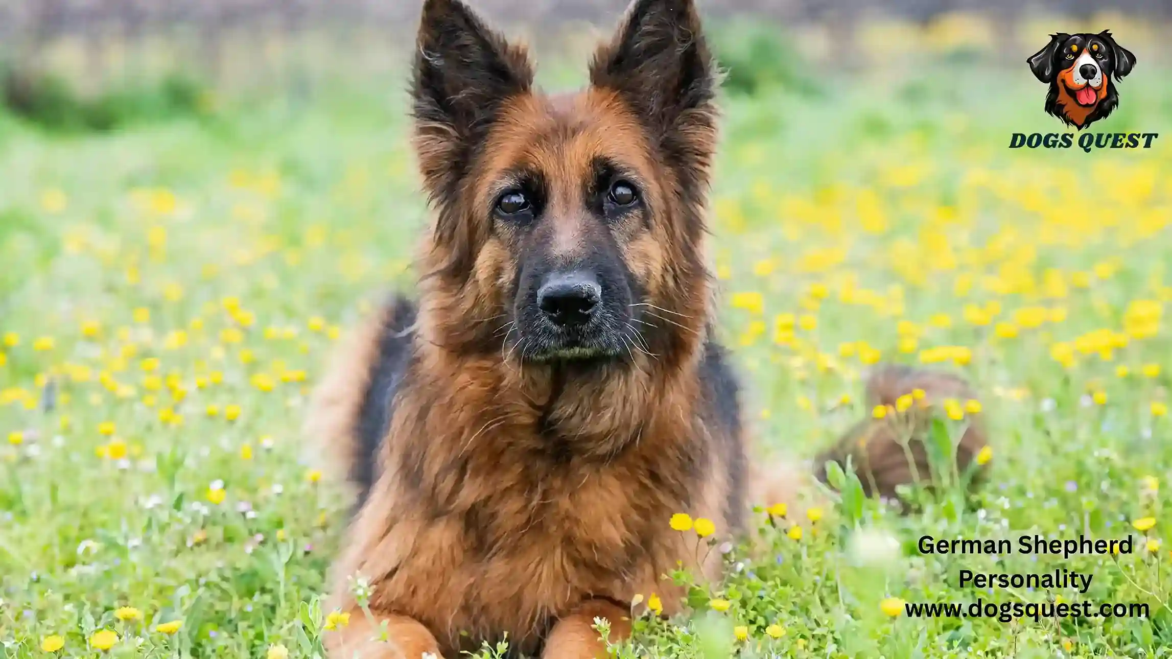 German Shepherd Personality