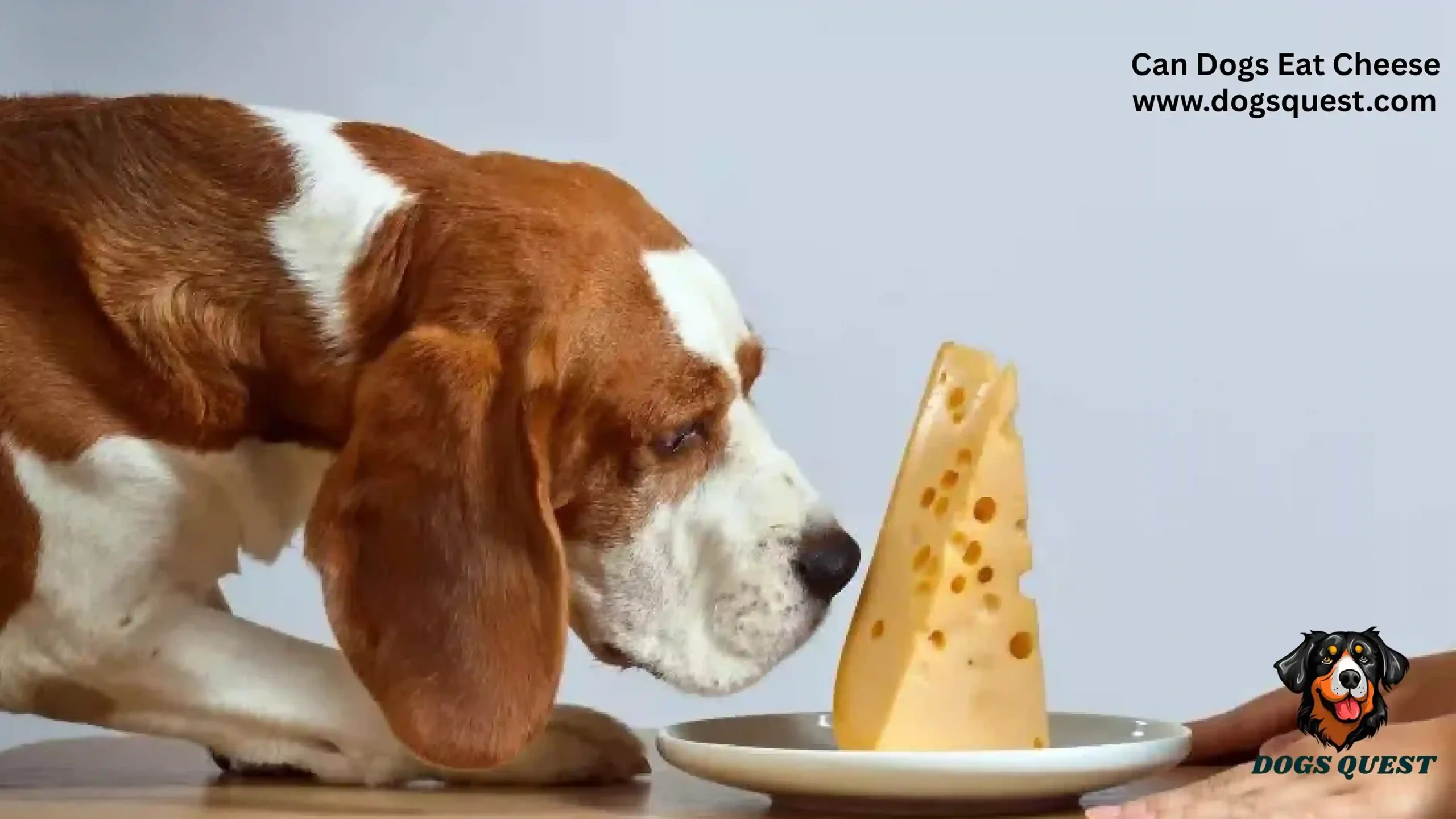Can Dogs Eat Cheese