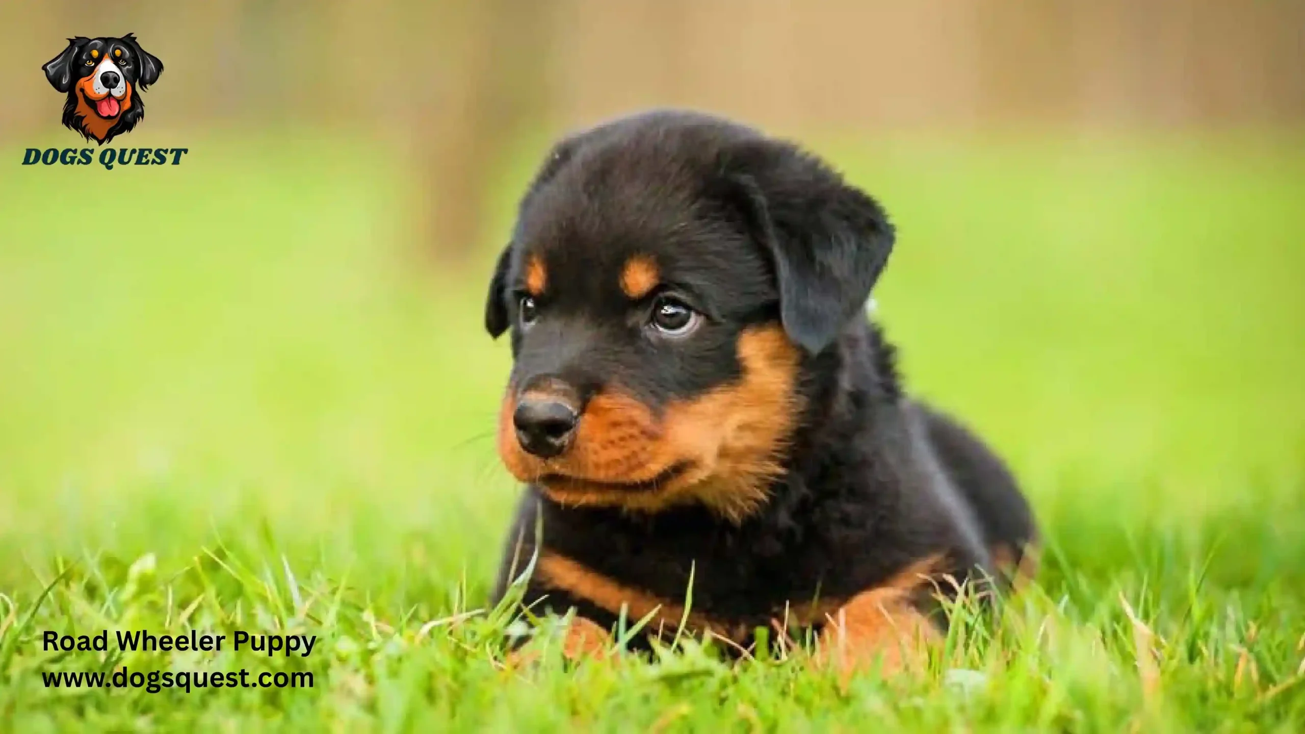 Road Wheeler Puppy