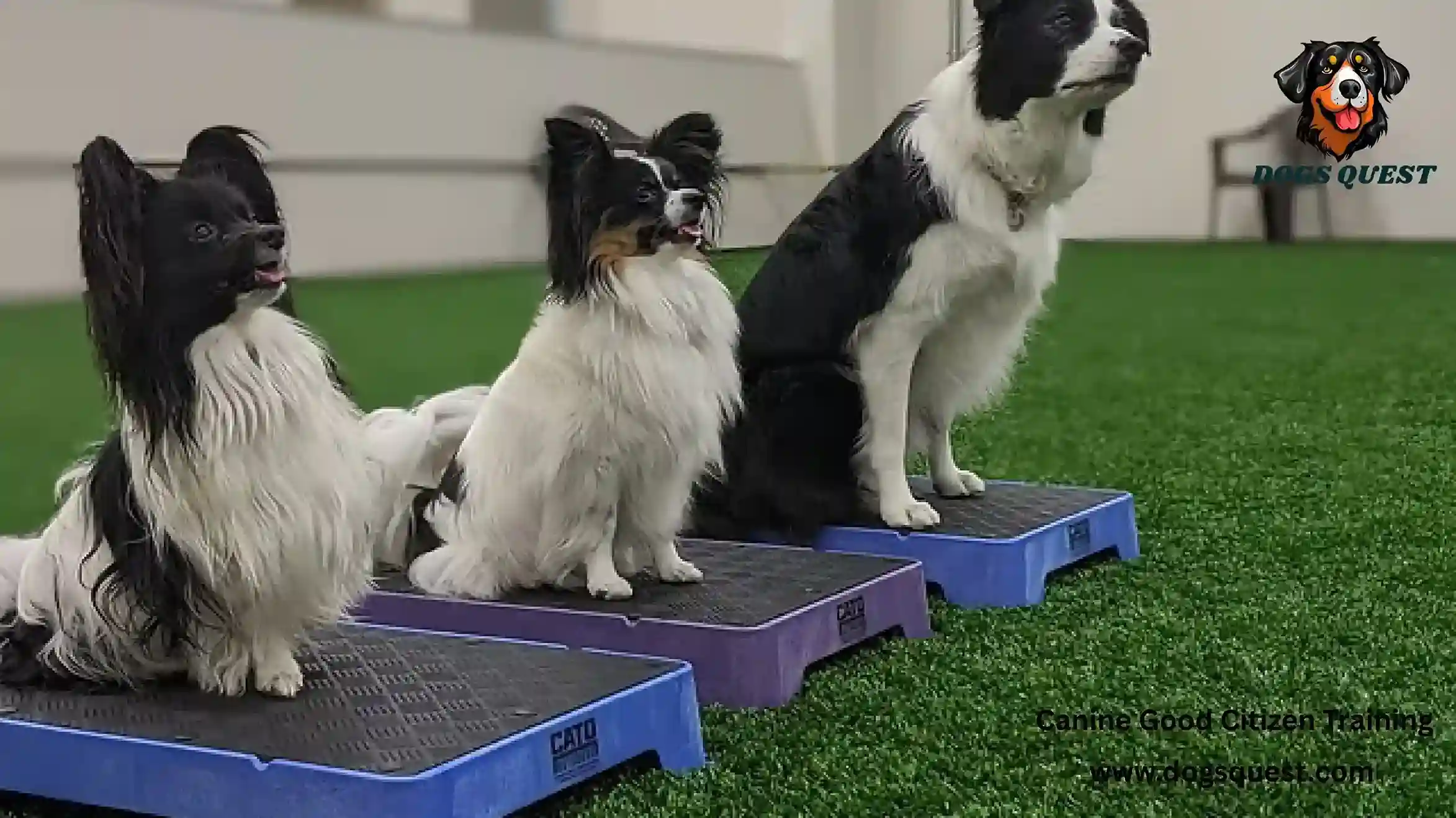 Canine Good Citizen Training