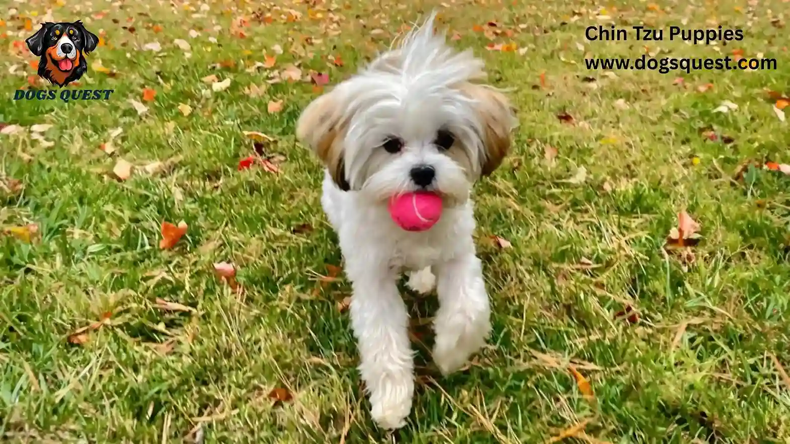 Chin Tzu Puppies