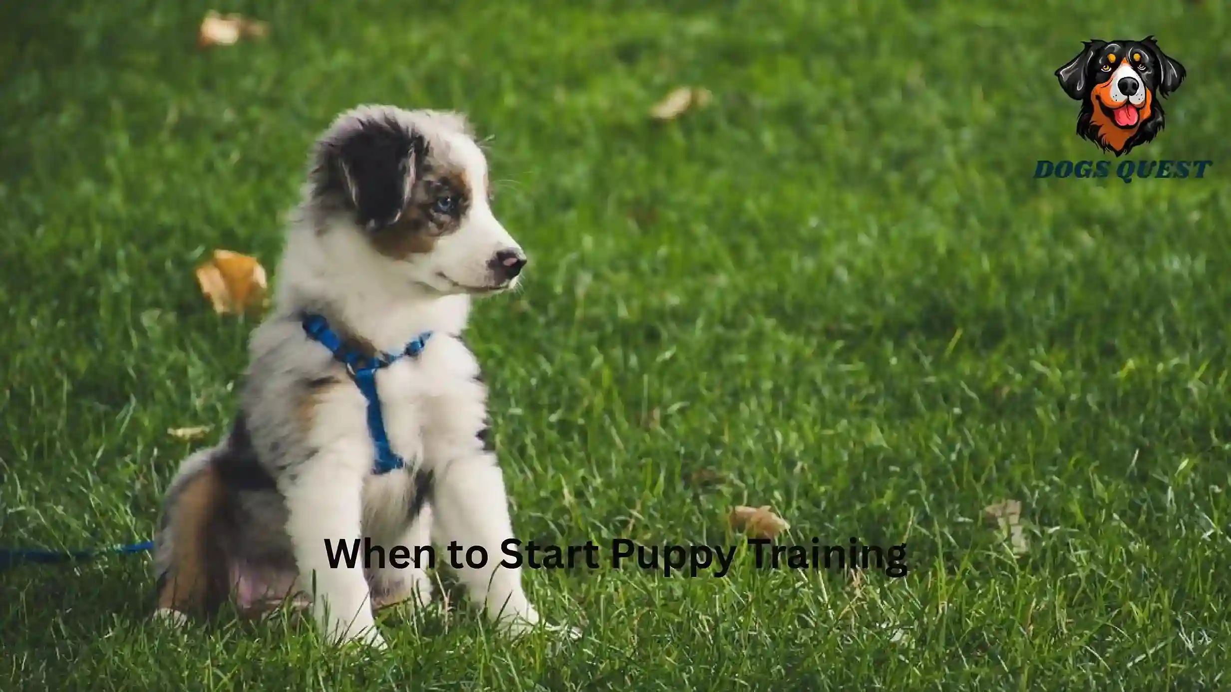 When to Start Puppy Training