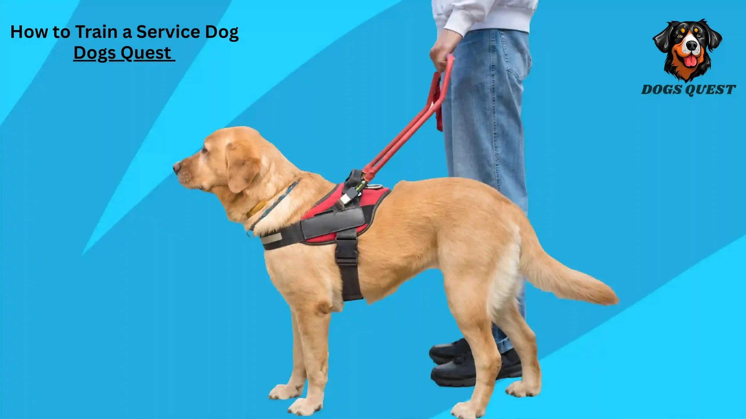 How to Train a Service Dog