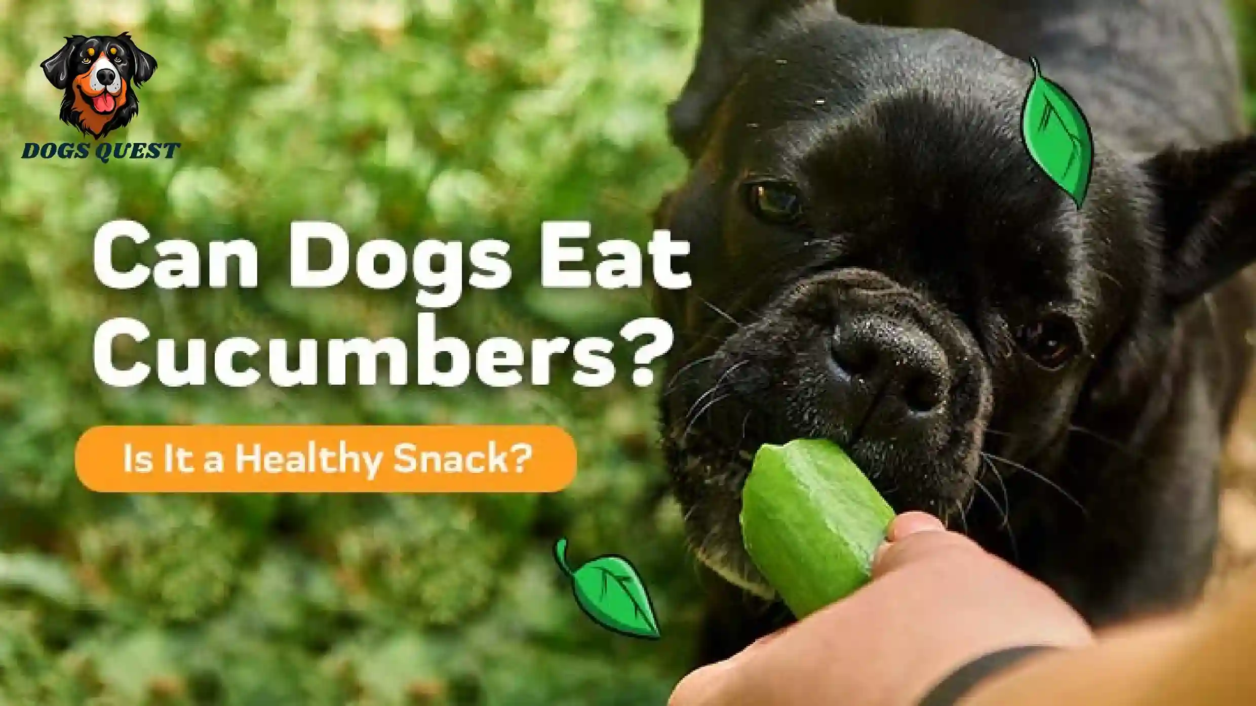 Can Dog Eat Cucumber