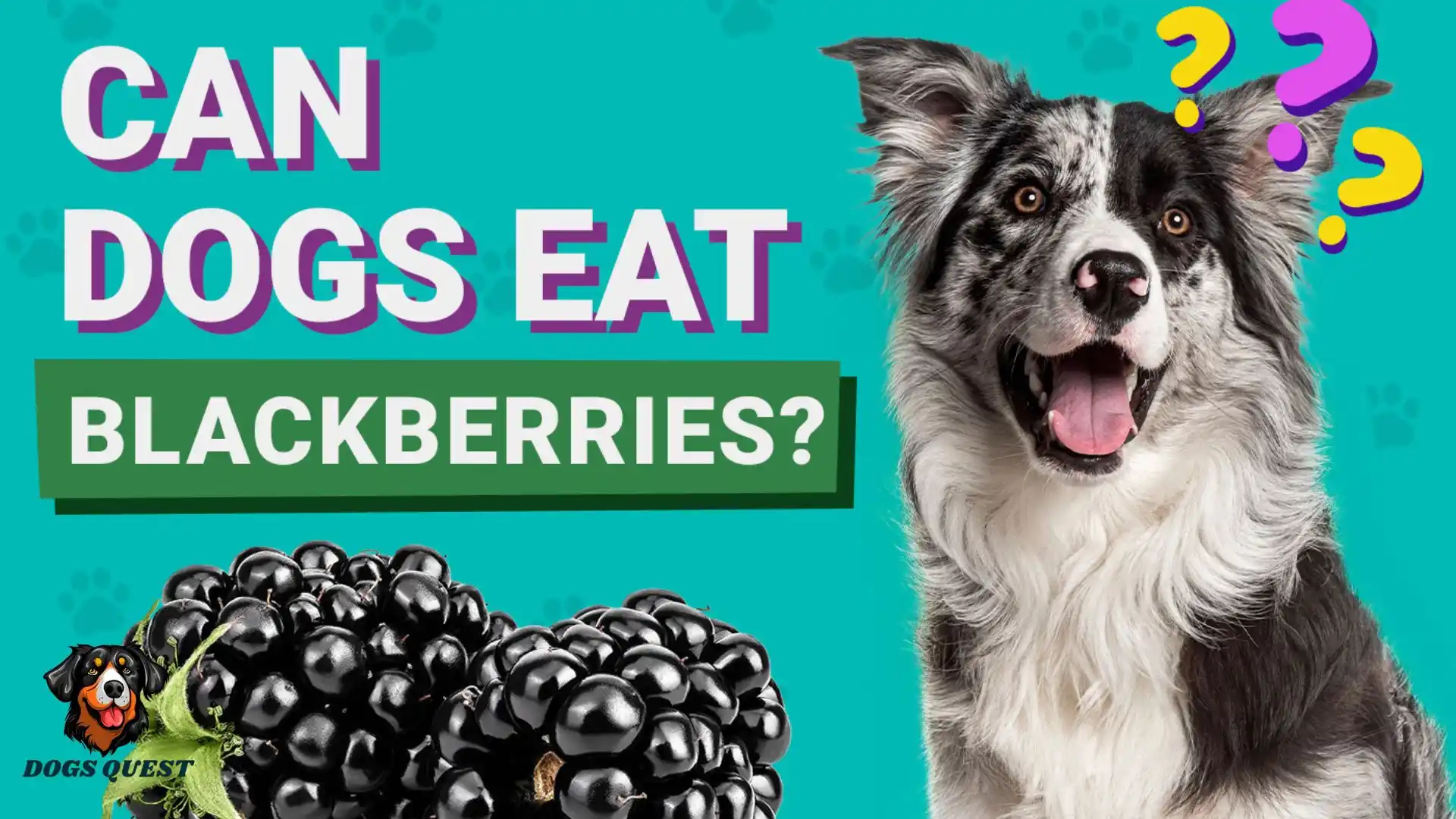 Can Dogs Eat Blackberries