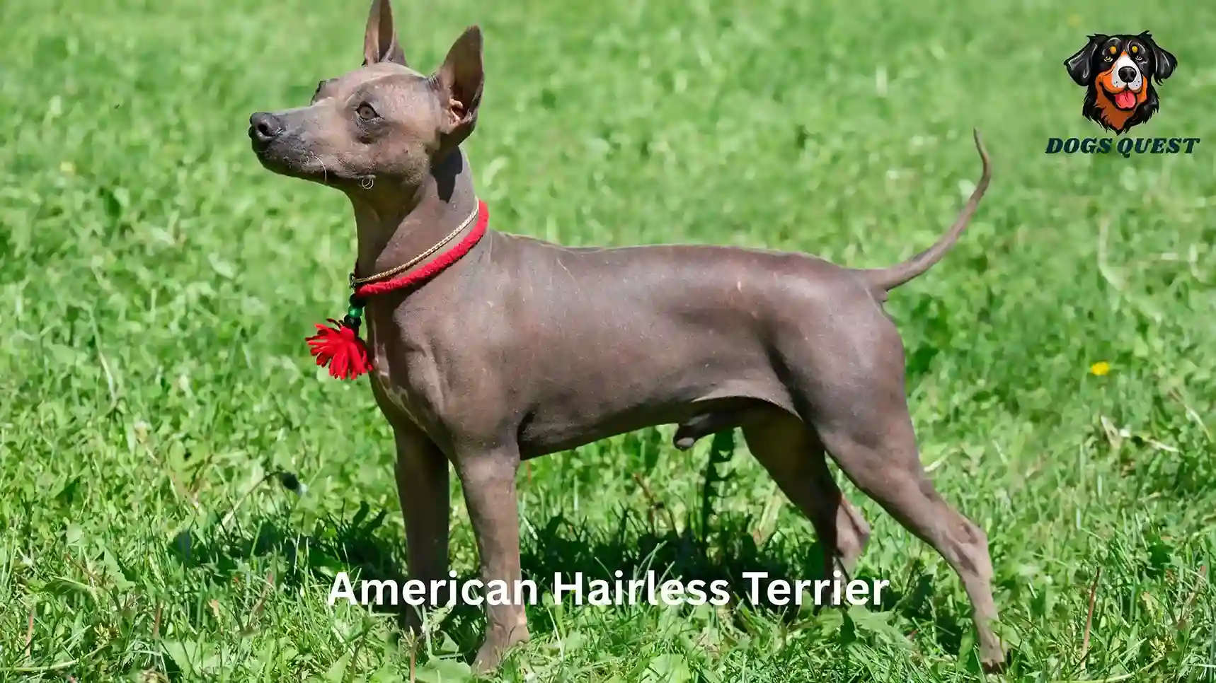 American Hairless Terrier