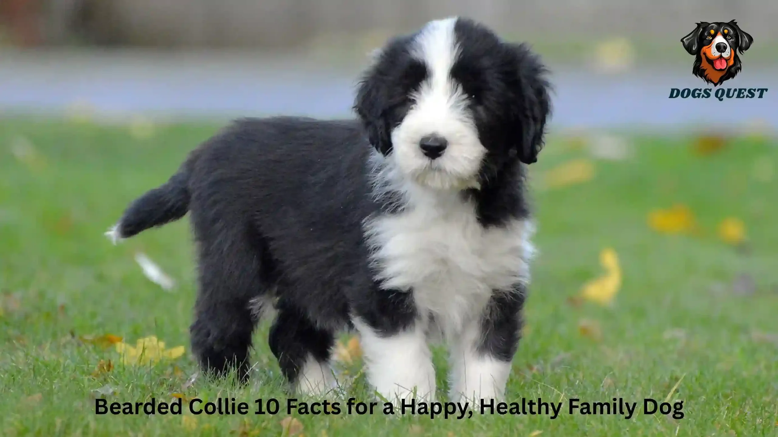 Bearded Collie 10 Facts for a Happy, Healthy Family Dog