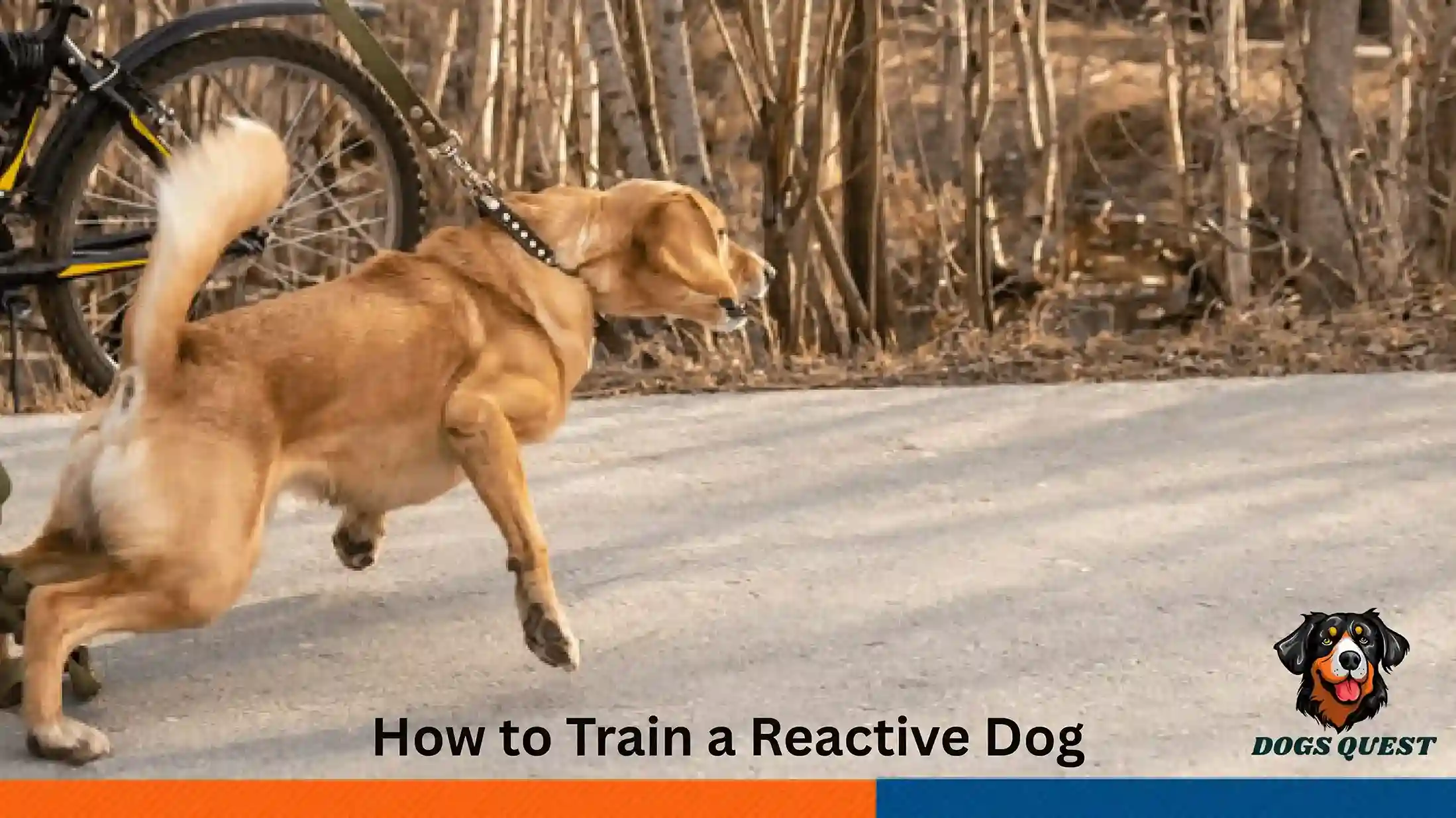 How to Train a Reactive Dog