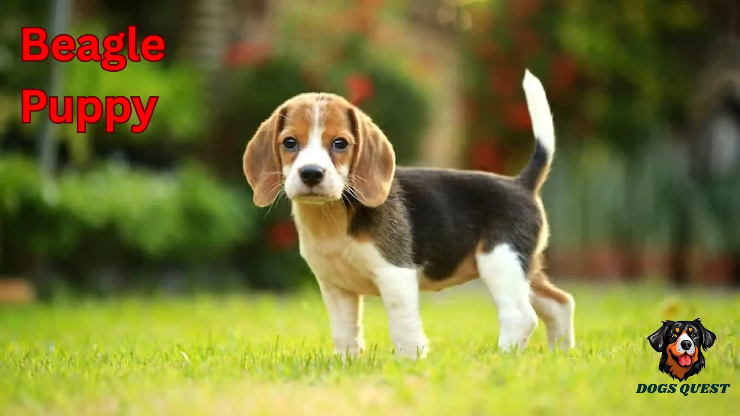 Beagle Puppy
