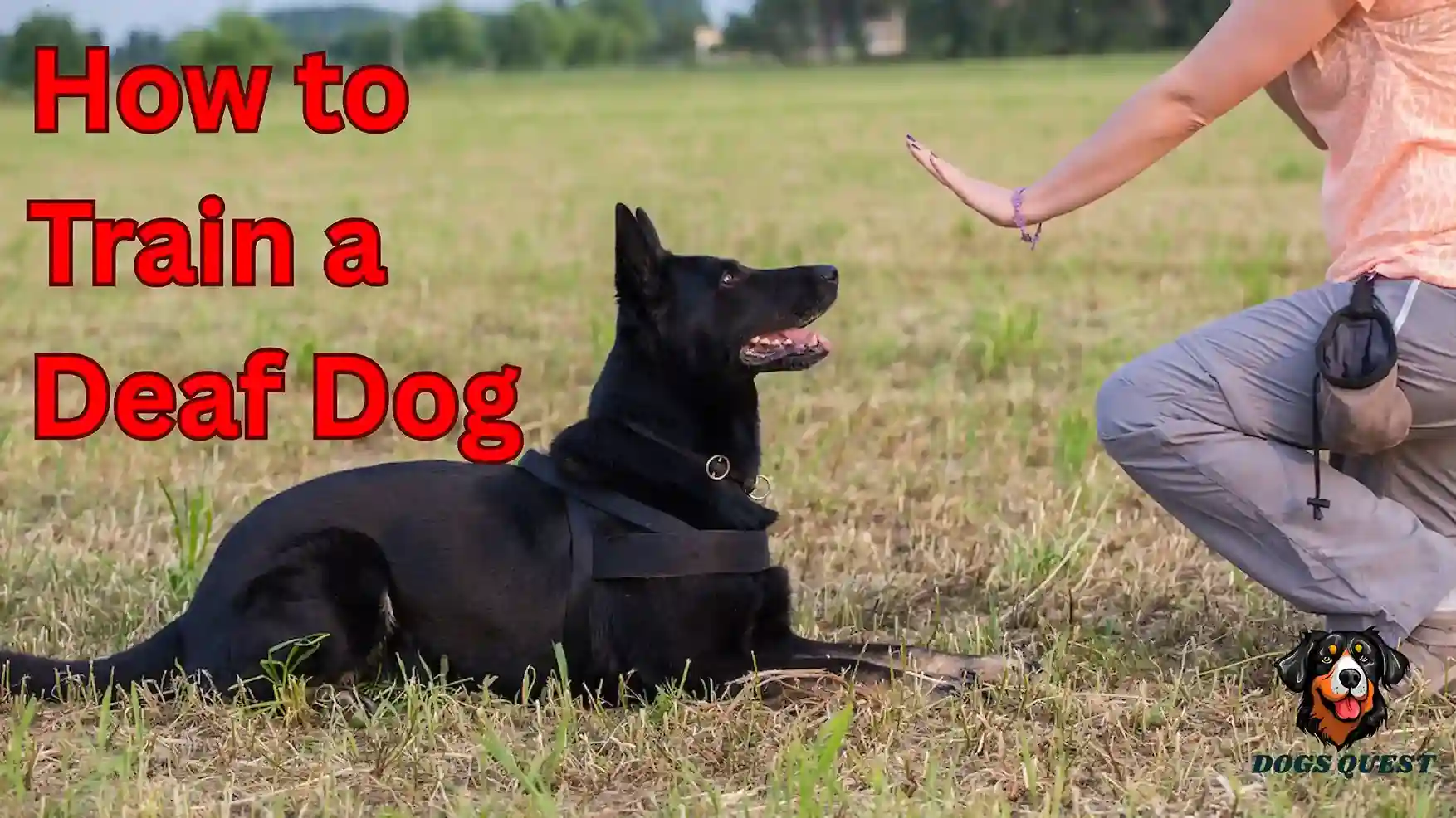 How to Train a Deaf Dog