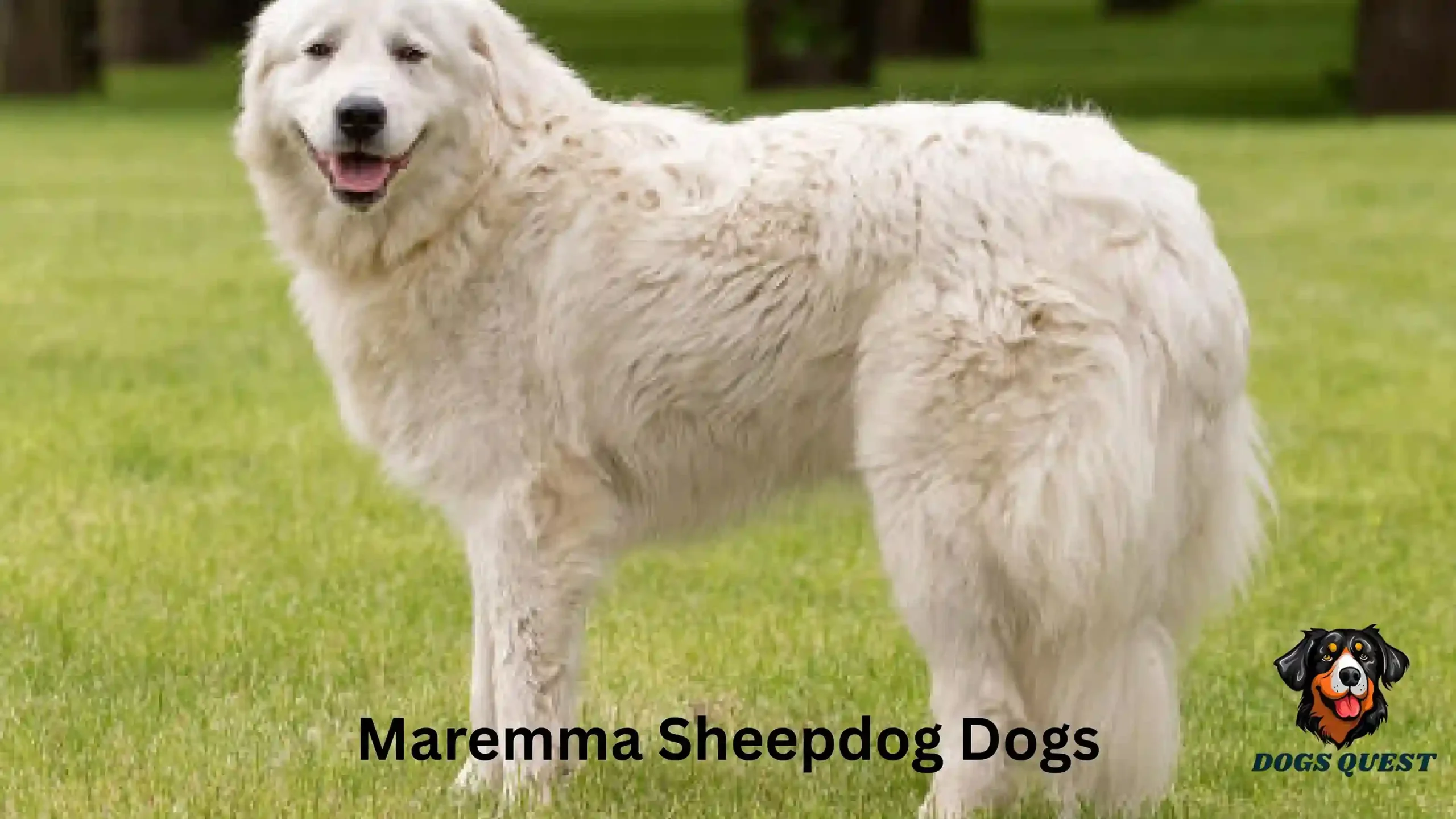 Maremma Sheepdog Dogs