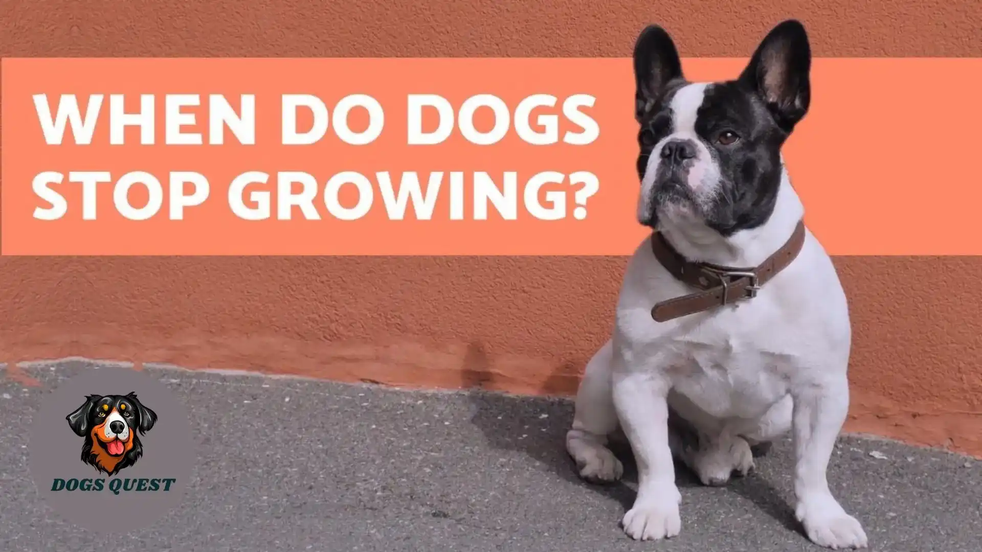 When Do Puppies Stop Growing