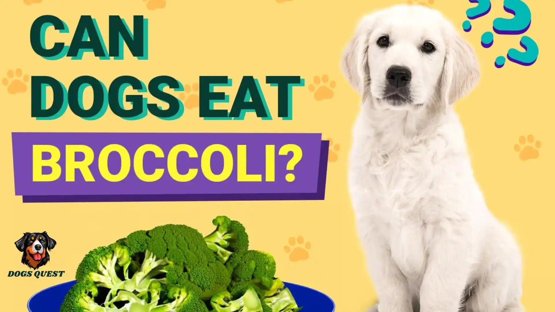 Can Dogs Eat Broccoli?