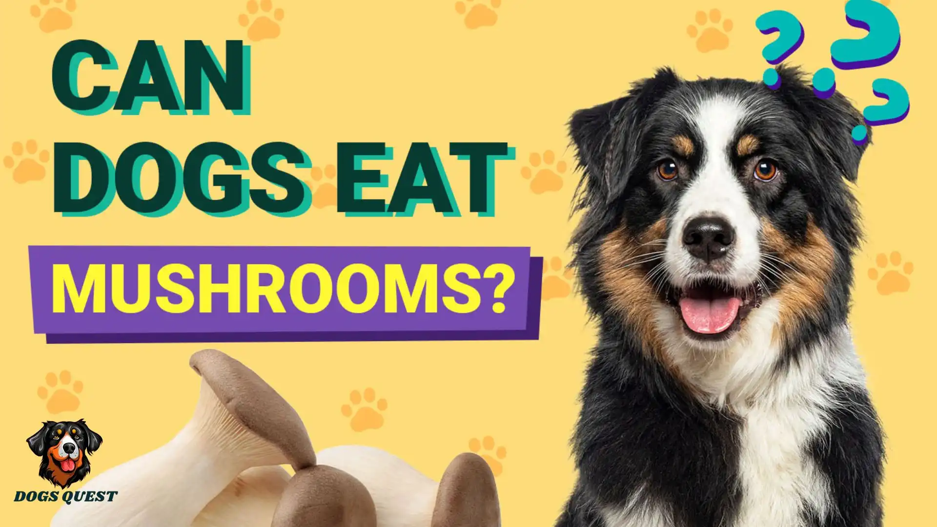 Can Dogs Eat Mushrooms?