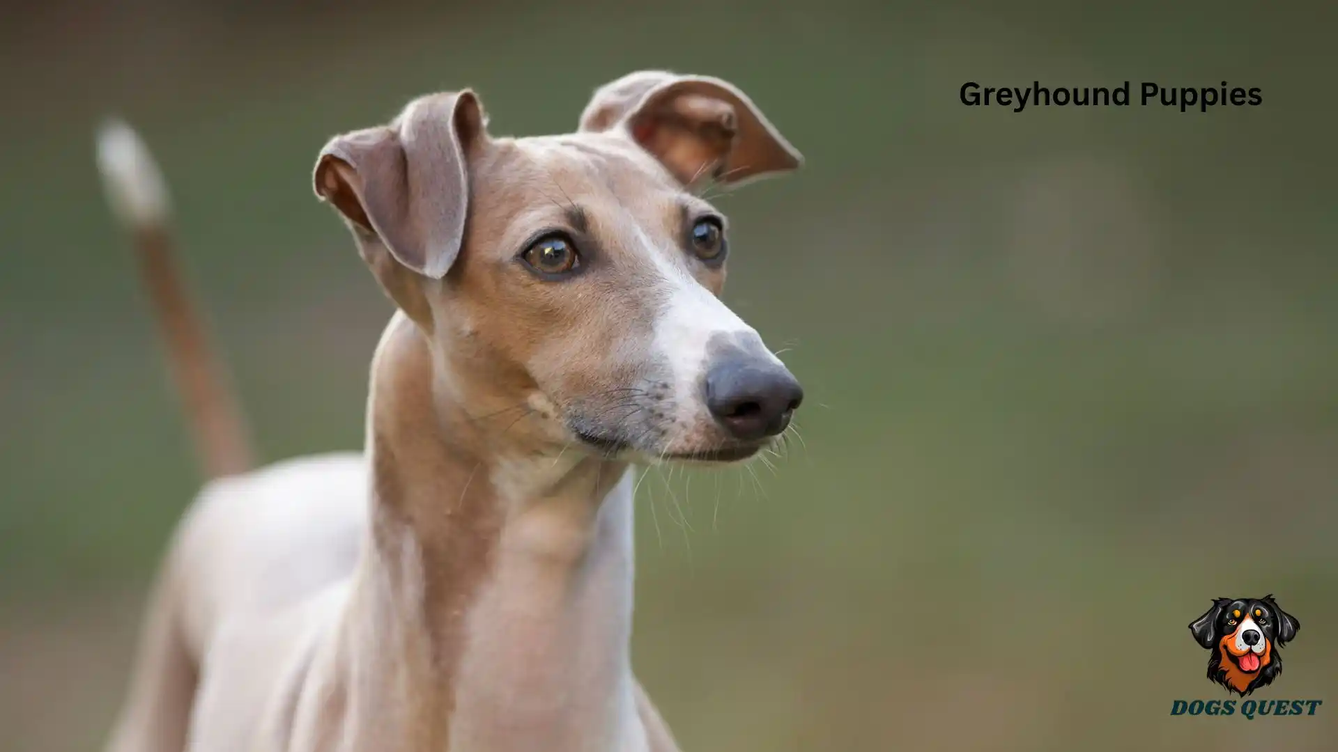 Greyhound Puppies