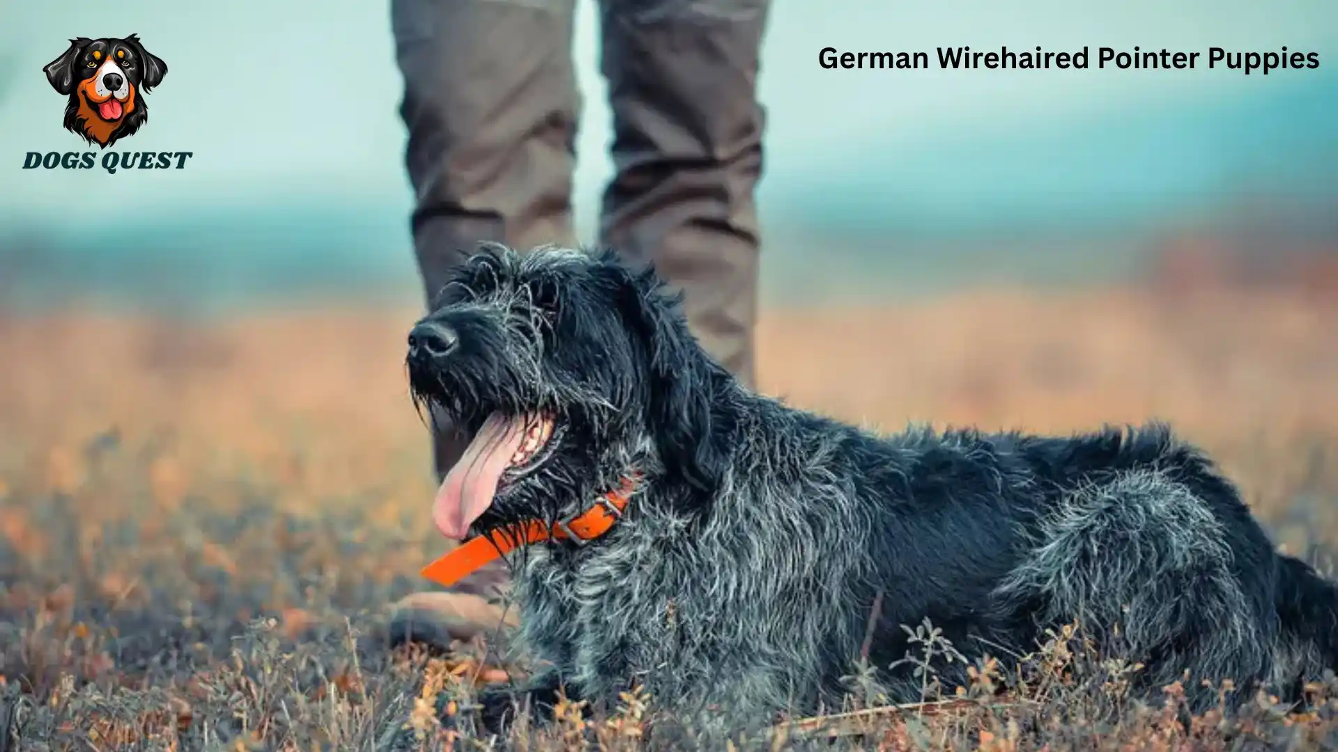 German Wirehaired Pointer Puppies