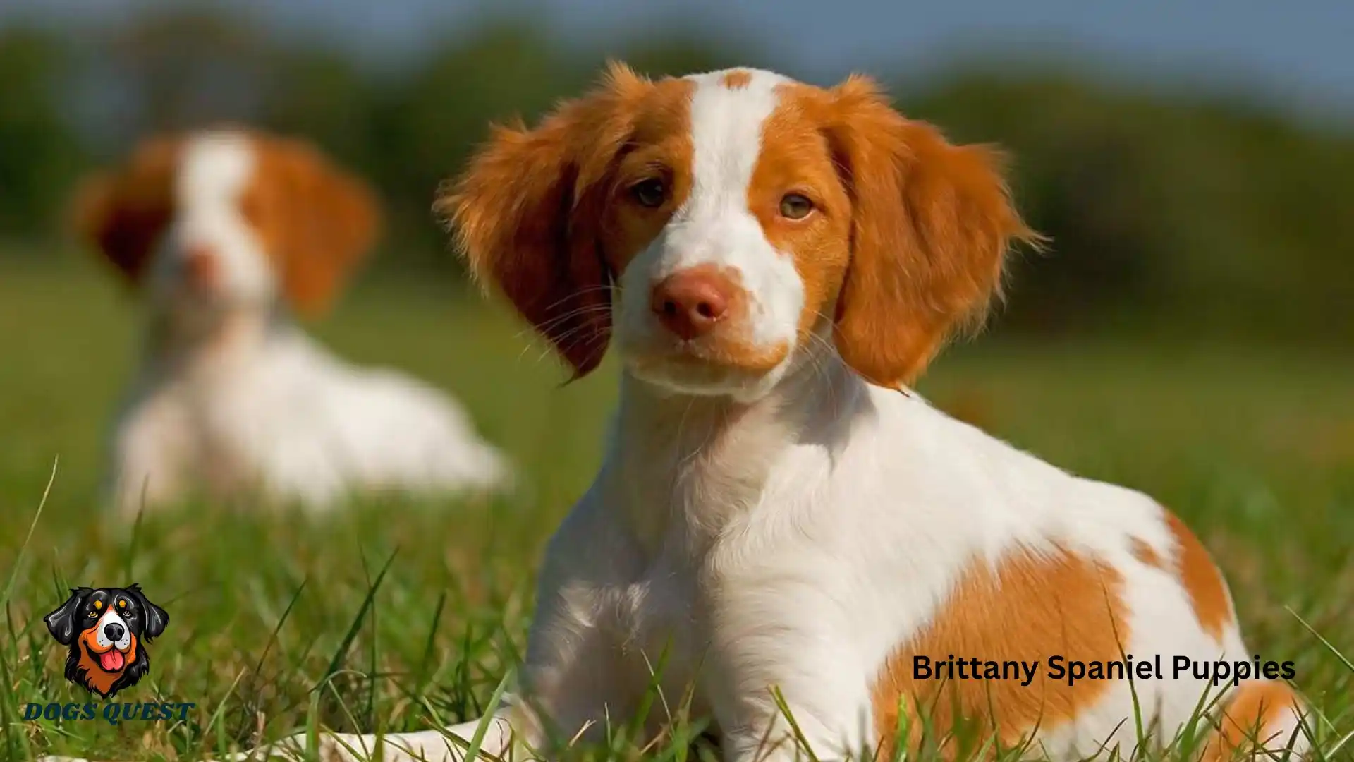 Brittany Spaniel Puppies