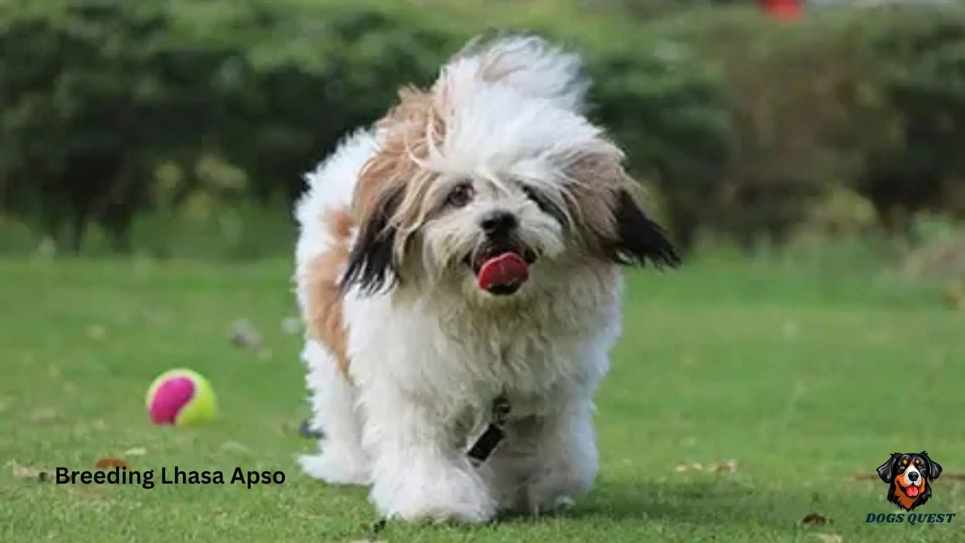Breeding Lhasa Apso