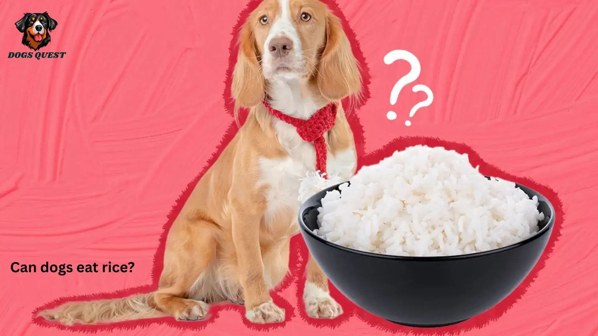 Can Dogs Eat Rice?